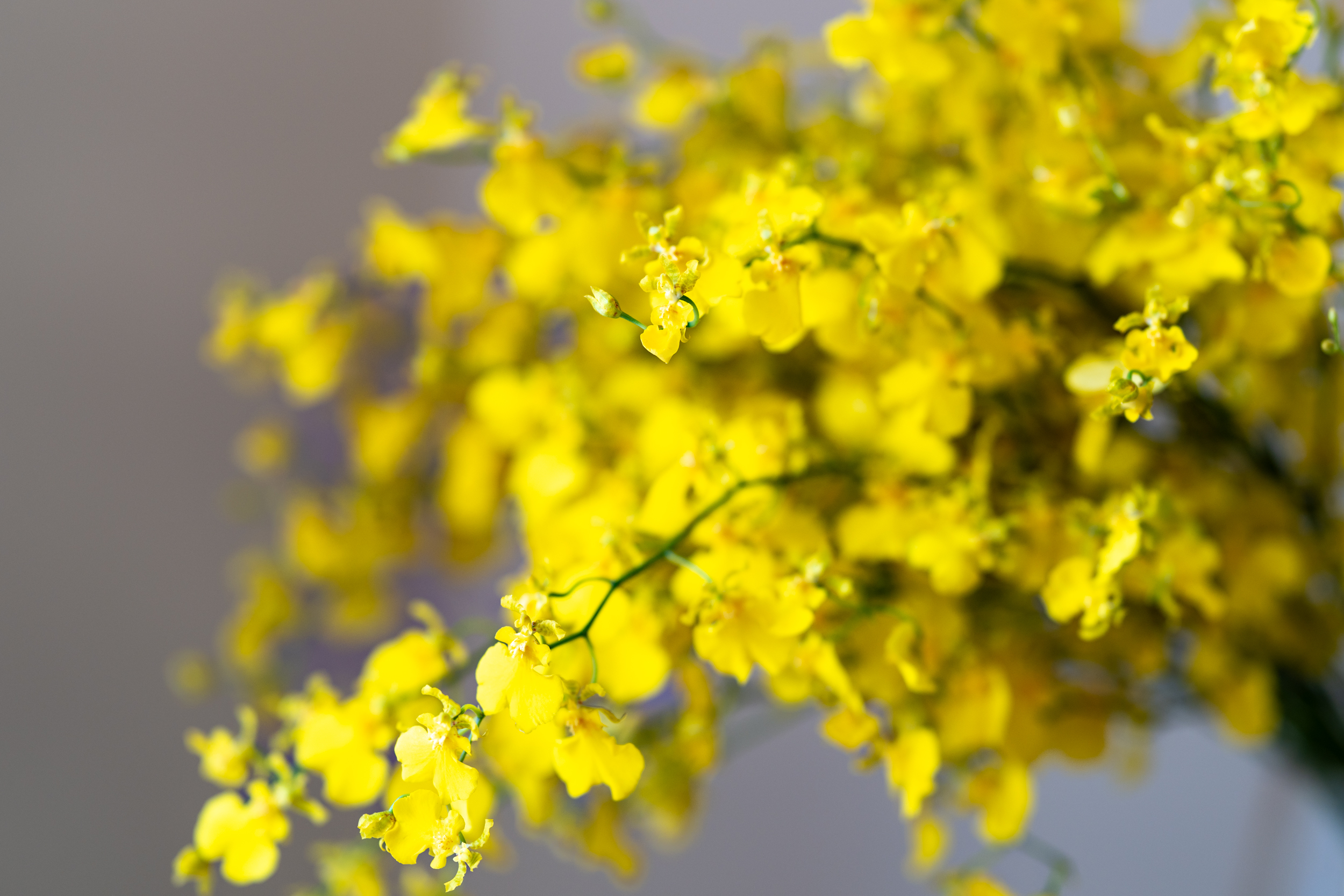 Fva Olsens Portfolio Florist 8